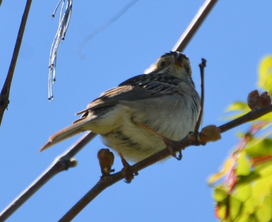 Sparrow Angle 1.JPG