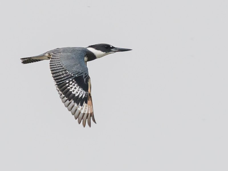 BirdForum-11338.jpg.d53c4c2a9c1074040222f4790c664a5b.jpg