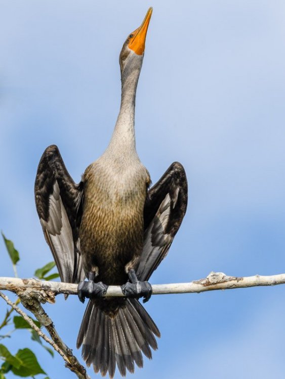 BirdForum-11538.thumb.jpg.7cca2c5df9a509cc4e7fdfac4a1a28b2.jpg
