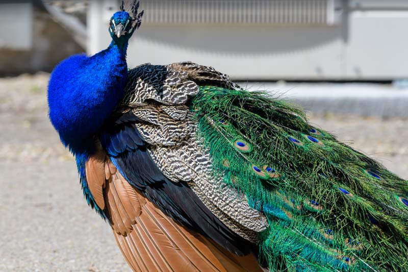 BirdForum-2298.jpg.e371bf596f543c775ccae699ff99acb0.jpg