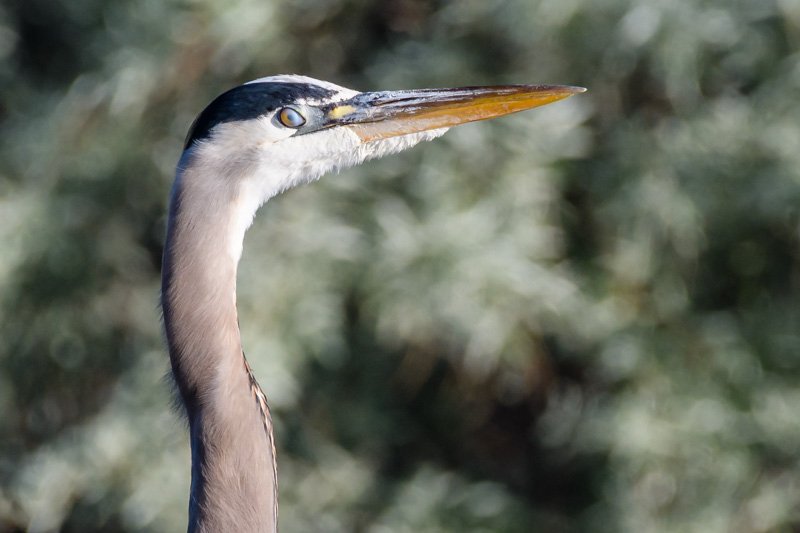 BirdForum-4060.jpg.f6378da94cad89b70b36d1095a9fa276.jpg