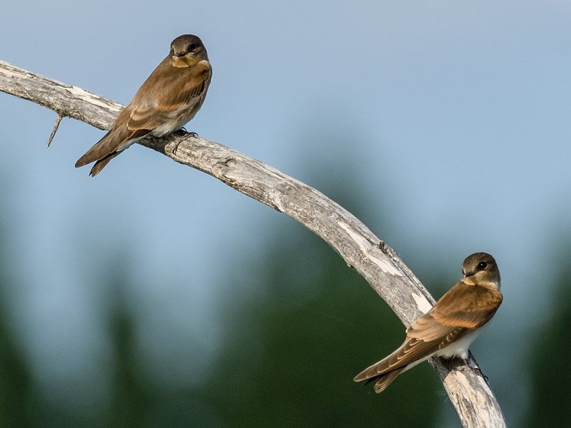 BirdForum-7511.jpg.8b151302b51de6828d445d00a9e2760f.jpg