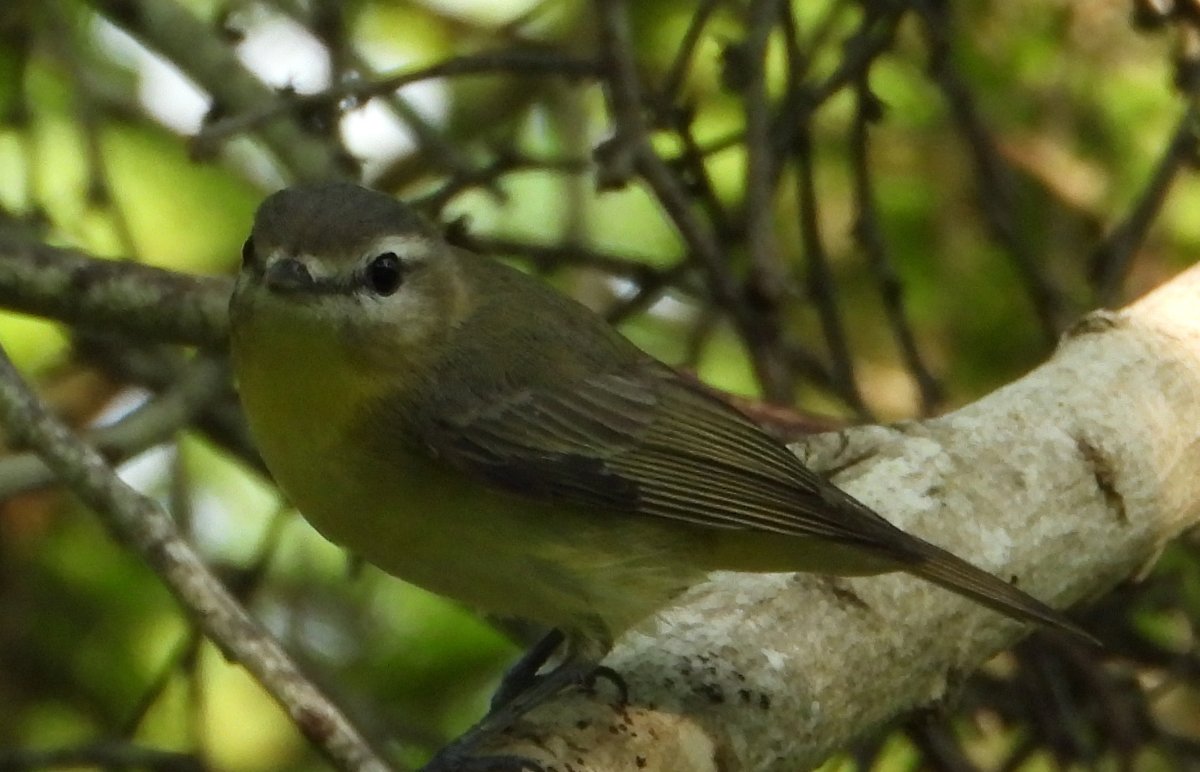 Philadelphia Vireo? - SPI WBC/CC/LMT - Cameron Co, TX - 5/9/21 - Help ...