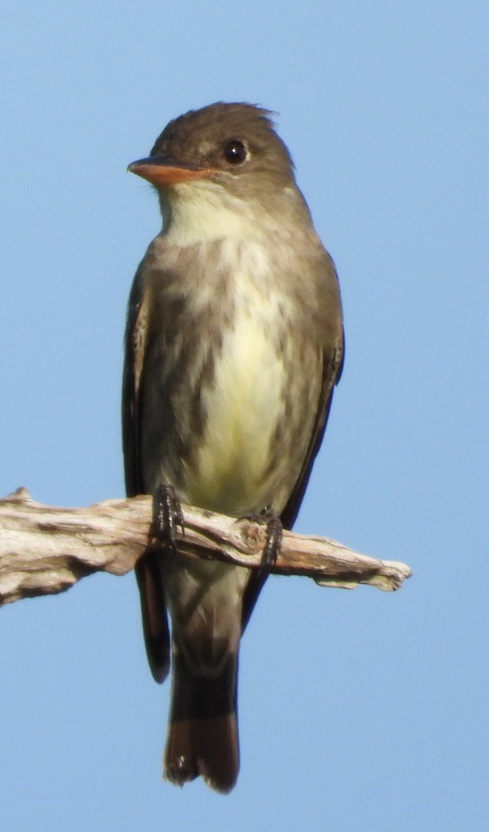 Olive-sided Flycatcher? - DeWitt Co, TX - 5/12/21 - Help Me Identify a ...