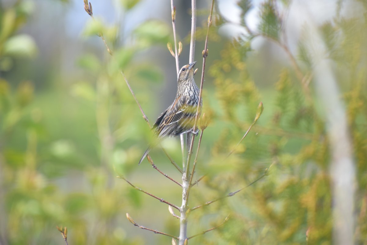 Eastern Meadowlark juvenile or...? Toronto, Canada Help Me Identify a