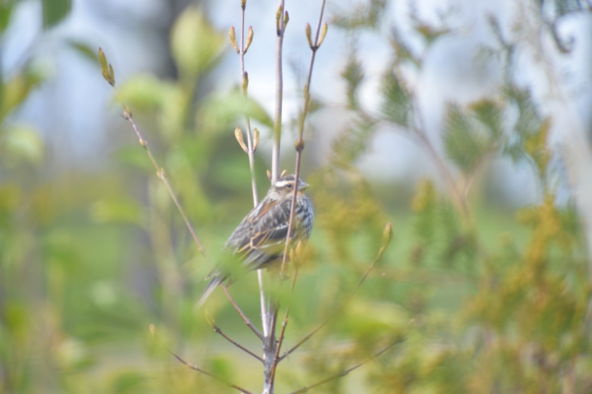 Eastern Meadowlark juvenile or...? Toronto, Canada Help Me Identify a
