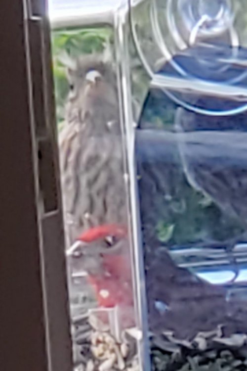 Debras_Eared_Finch_w.jpg