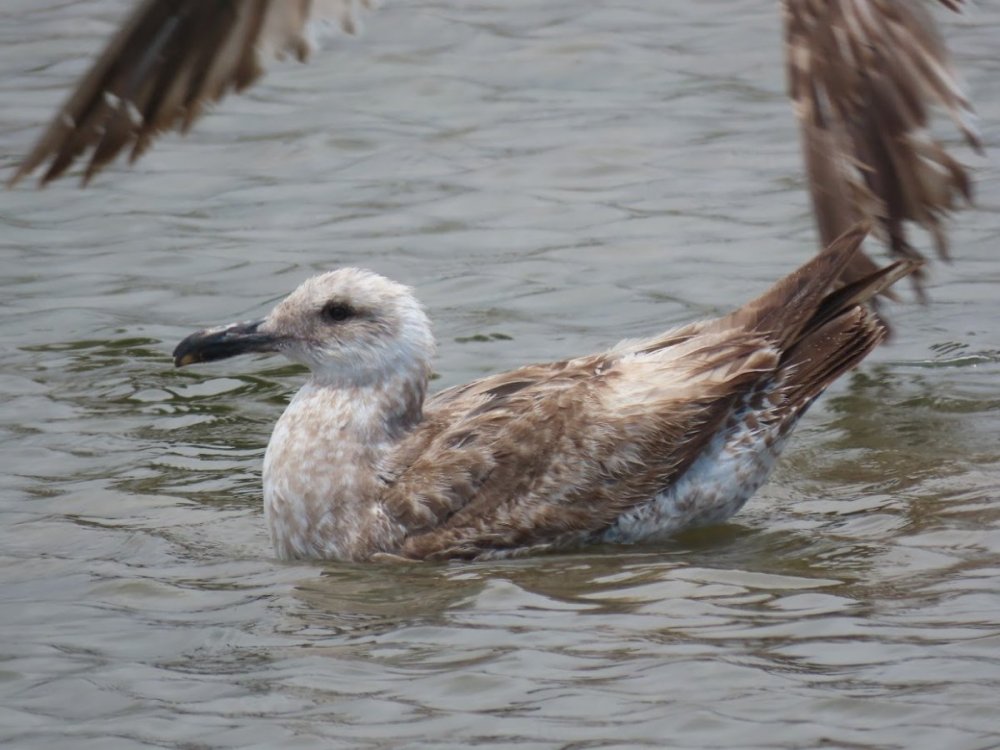 North Coast Birds - Help Me Identify a North American Bird - Whatbird