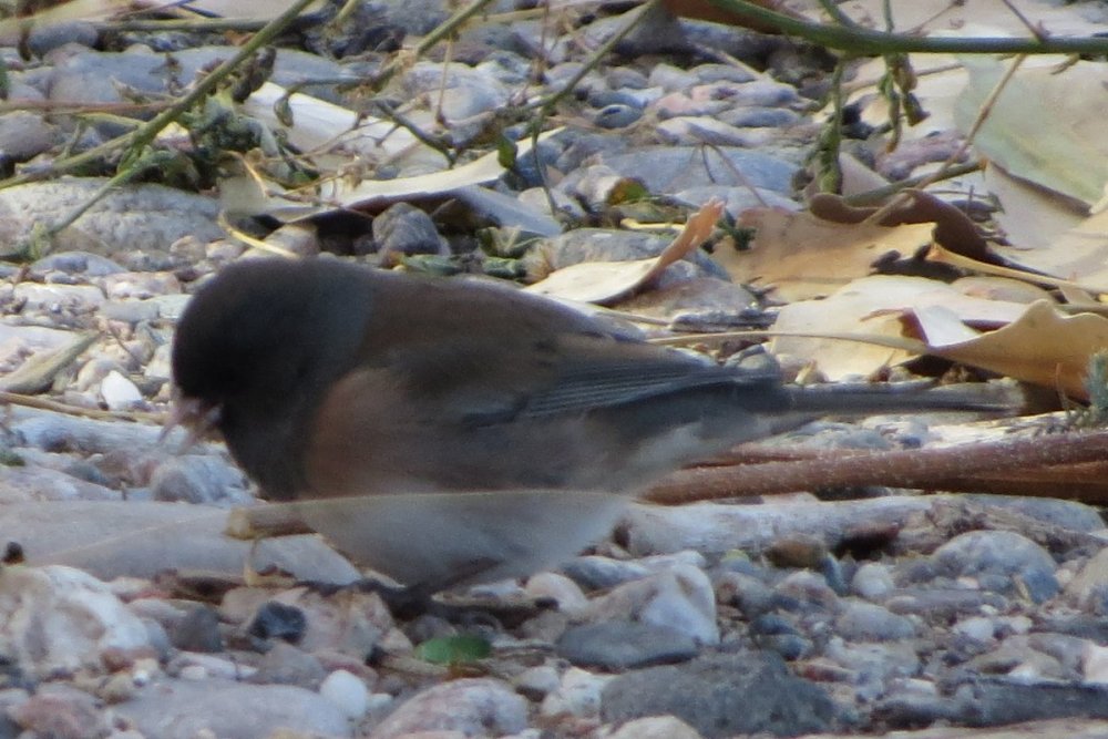 intergradejunco14crop.jpg