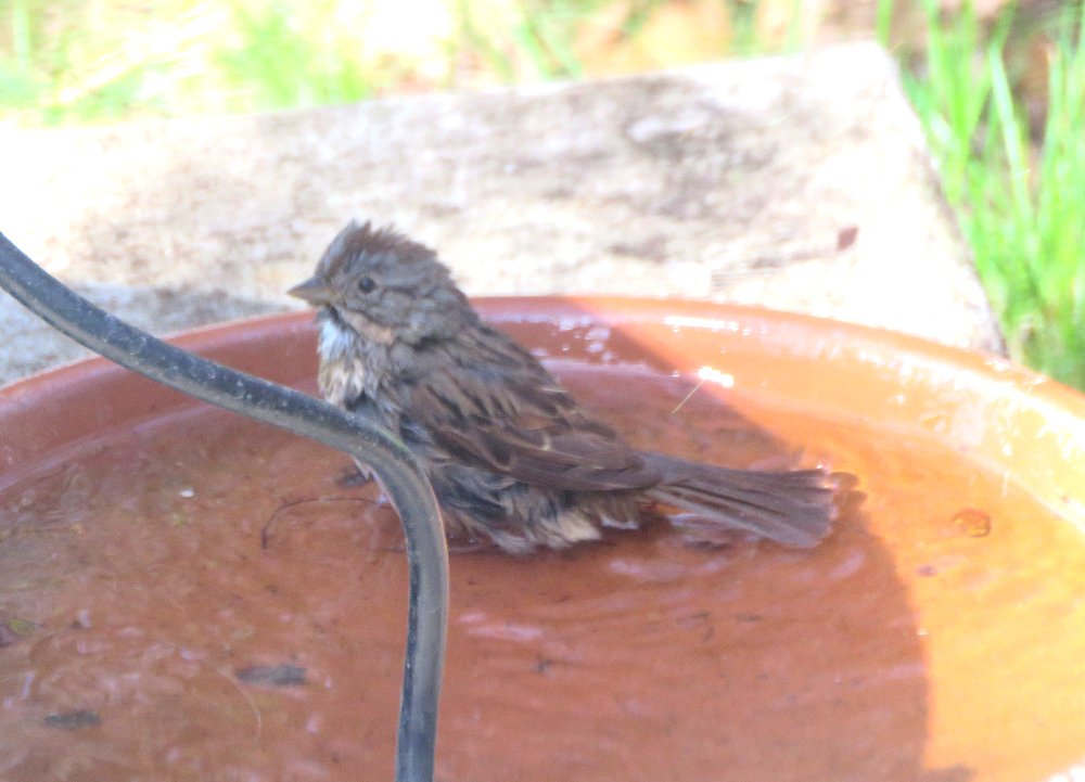 sparrow.JPG