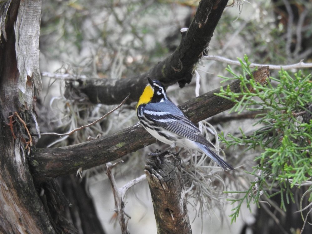 warbler, yellow-throated (5).JPG