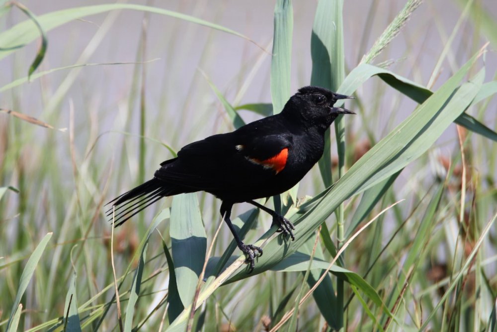 Red-winged blackbird - male - Edwin B Forsythe Wildlife Refuge, NJ.JPG
