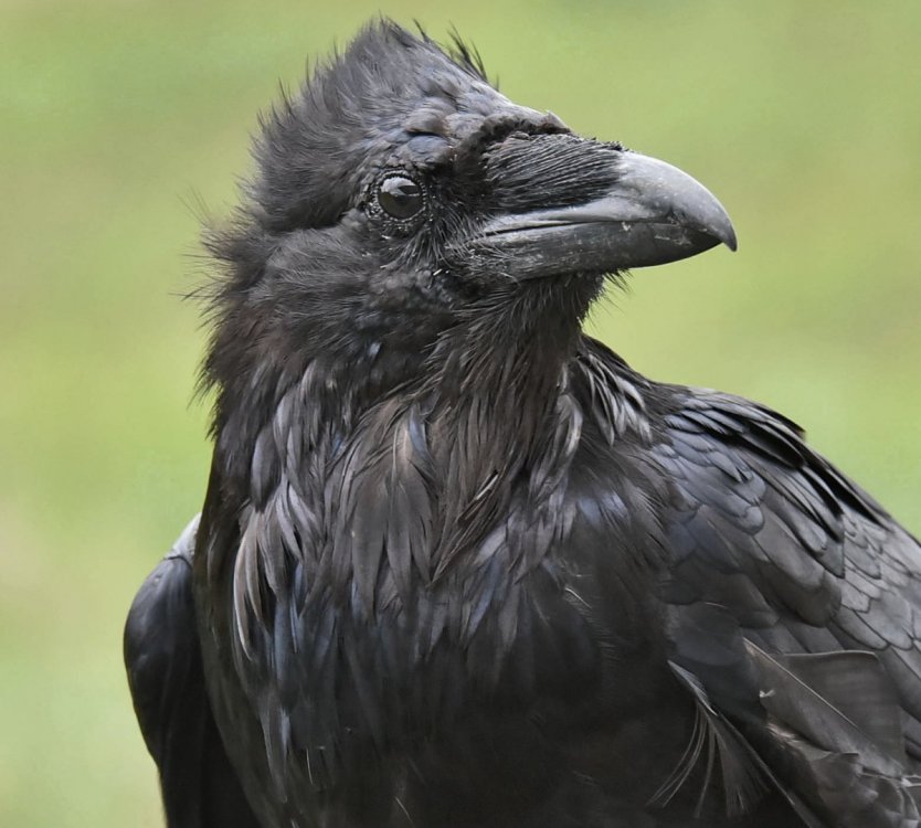 7_14_2017 Raven.jpg