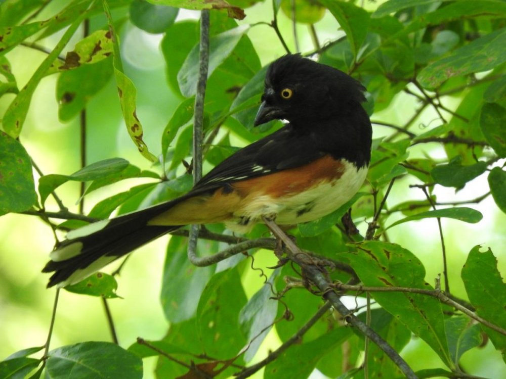 Eastern Towhee 2 6-16-21.JPG