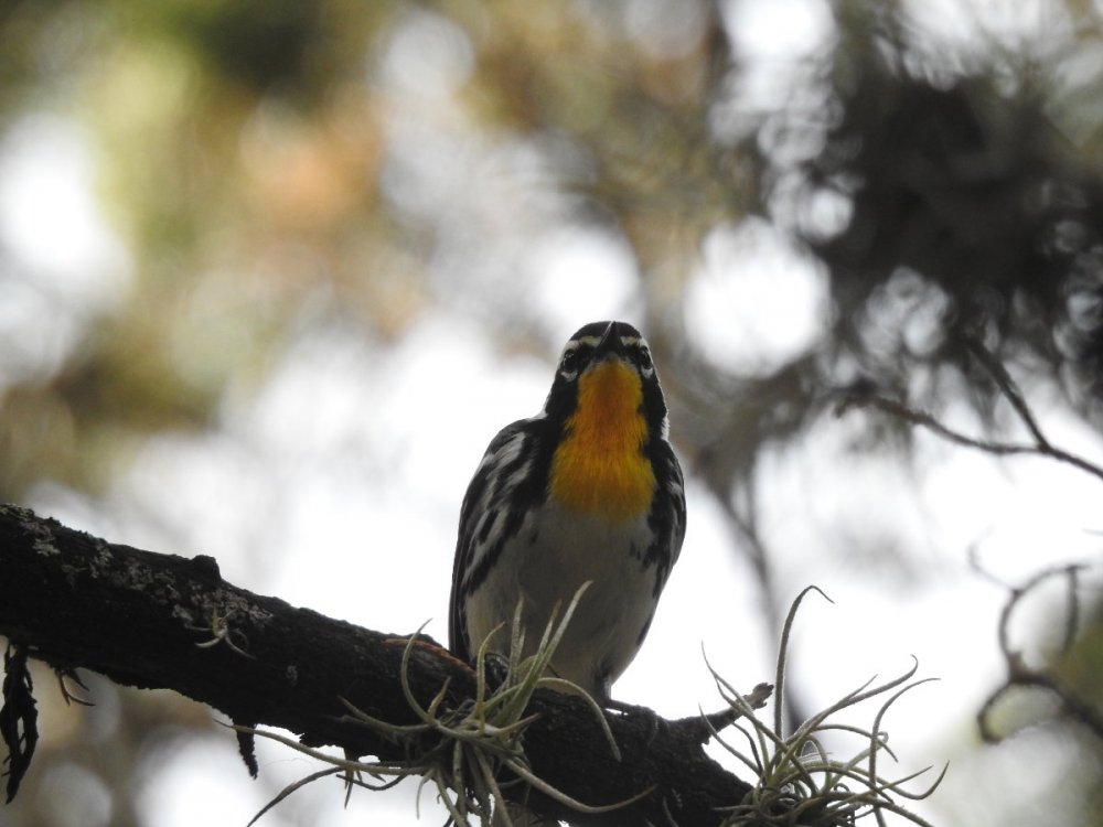 warbler, yellow-throated (12).JPG