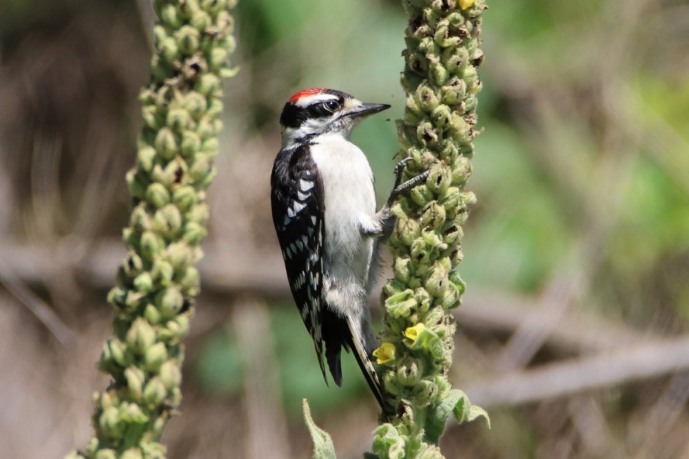 Downy woodpecker - Hiltop Reservation, NJ.JPG