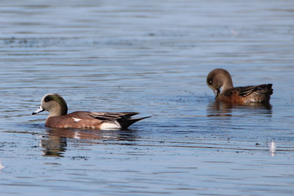 American wigeon - male and female - South Cape May Meadows, NJ.JPG