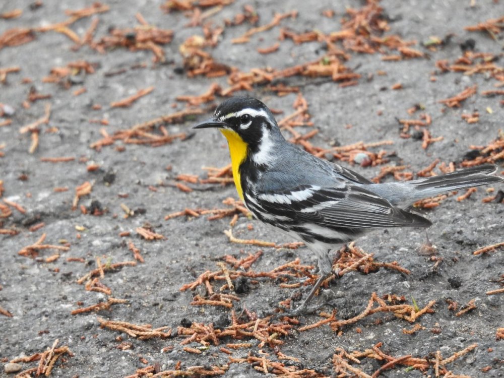 warbler, yellow-throated (15).JPG