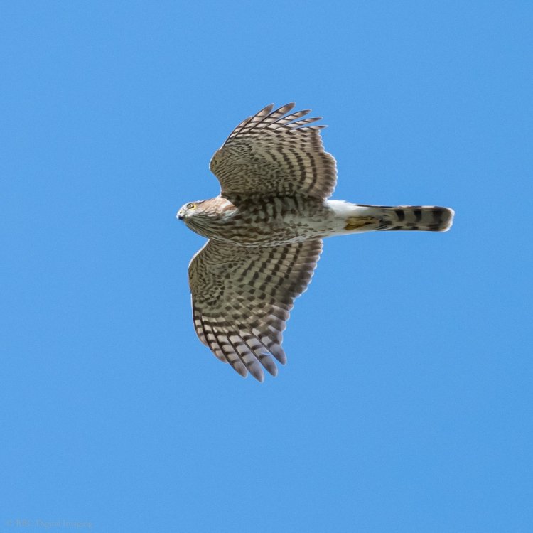 Sharp-shinned hawk juv if HVT-7506014.jpg