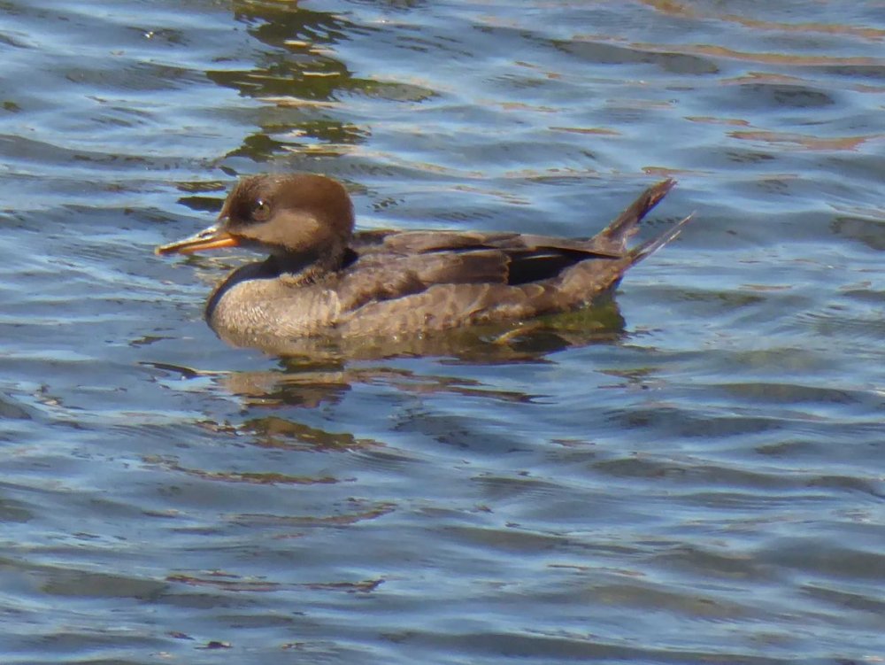 Small Bird in Water ID? - Help Me Identify a North American Bird ...