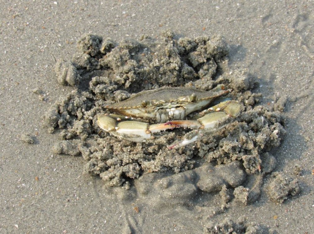 Crab.JPG