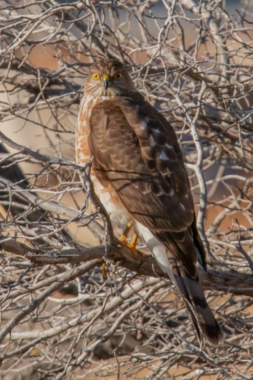 SSHA02092015.jpg