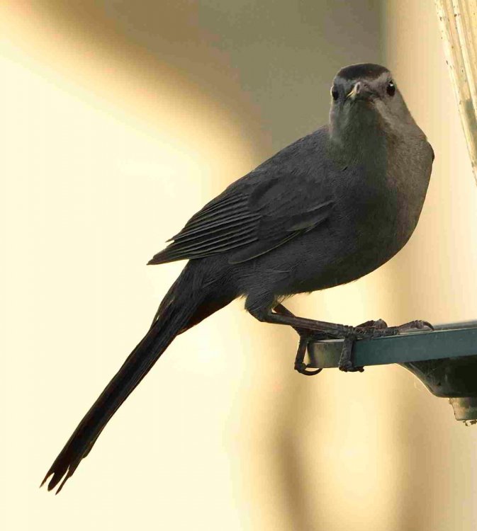 Gray bird Help Me Identify a North American Bird Whatbird Community