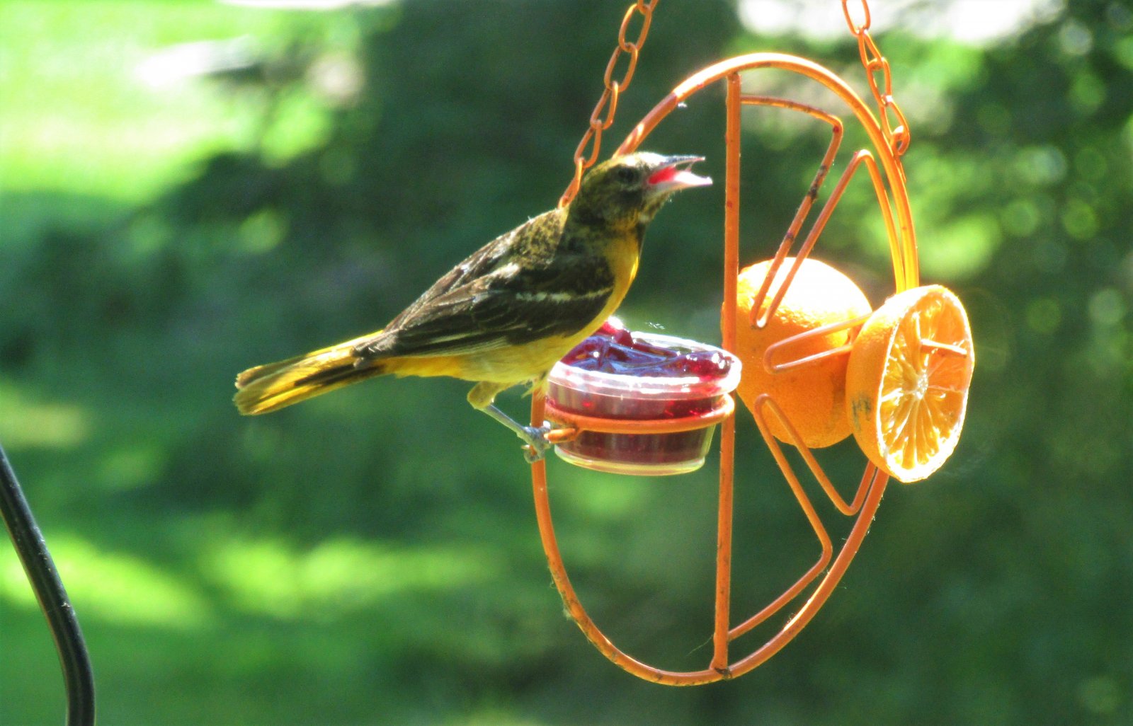 1 Baltimore Oriole July 4 2020