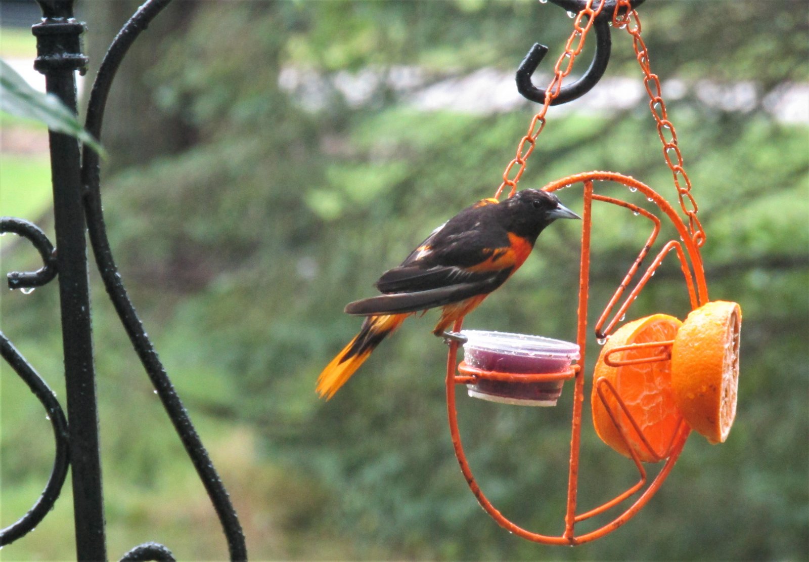Baltimore oriole July 16 2020