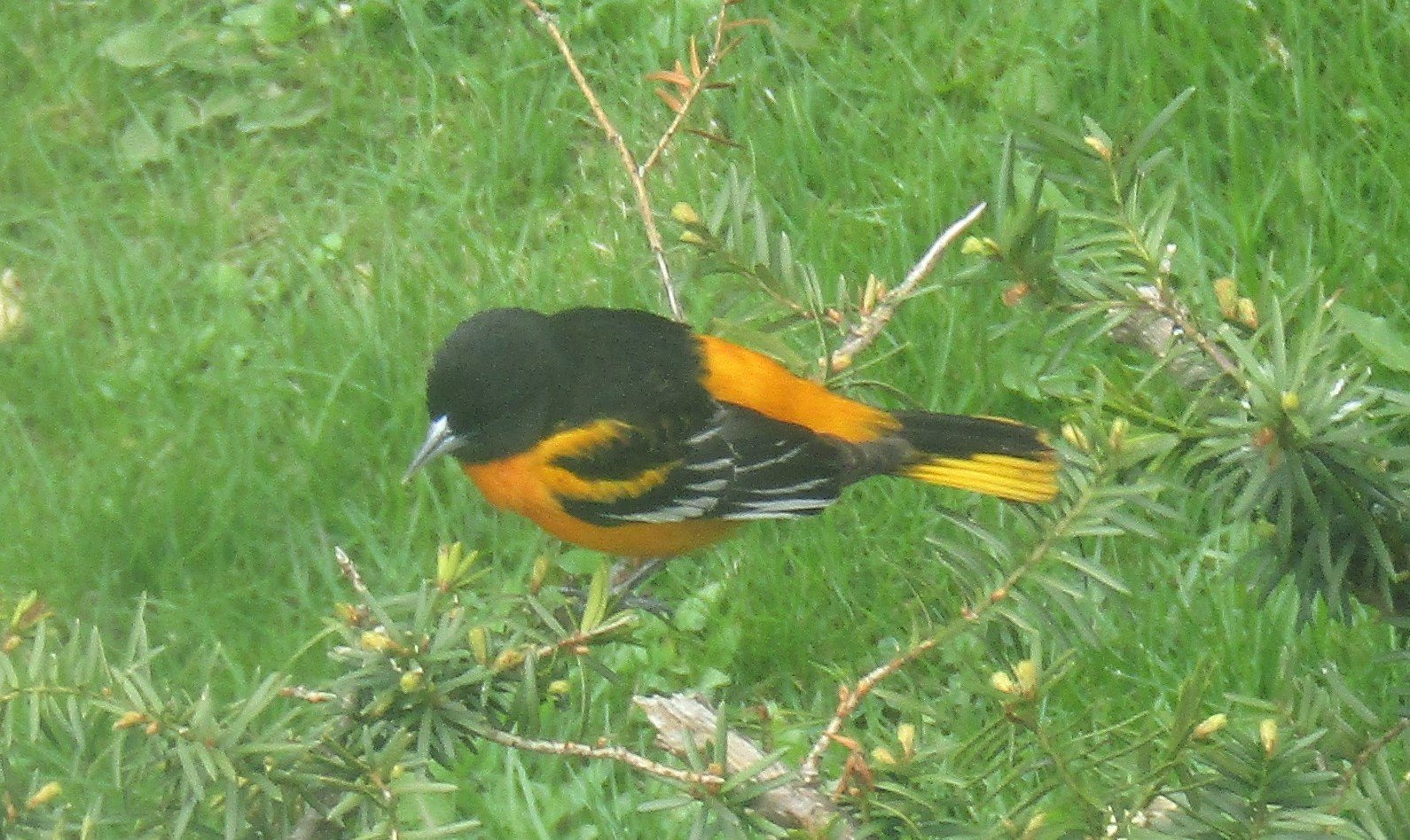 1 Baltimore Oriole May 4 2020
