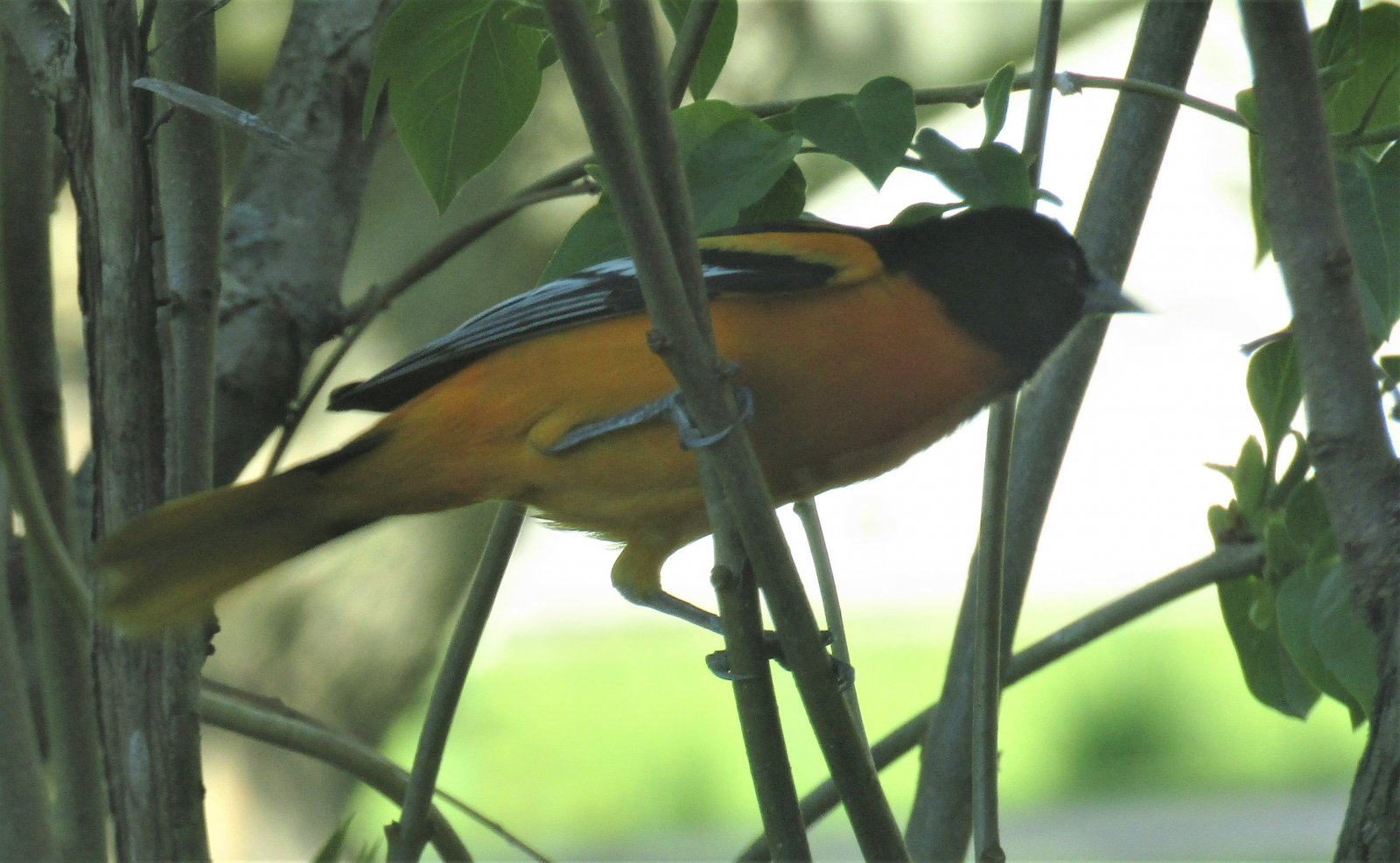 Baltimore oriole in lilacs May 20 2020