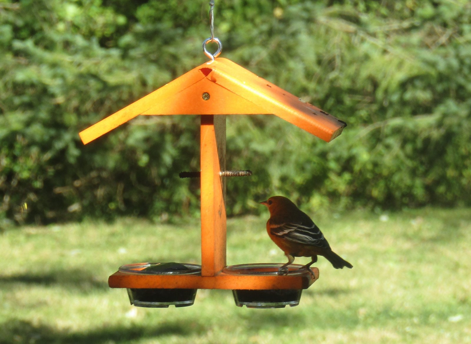 Baltimore Oriole August 30 2020