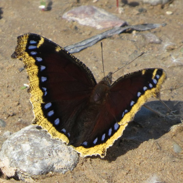 mourningcloak52crop.jpg