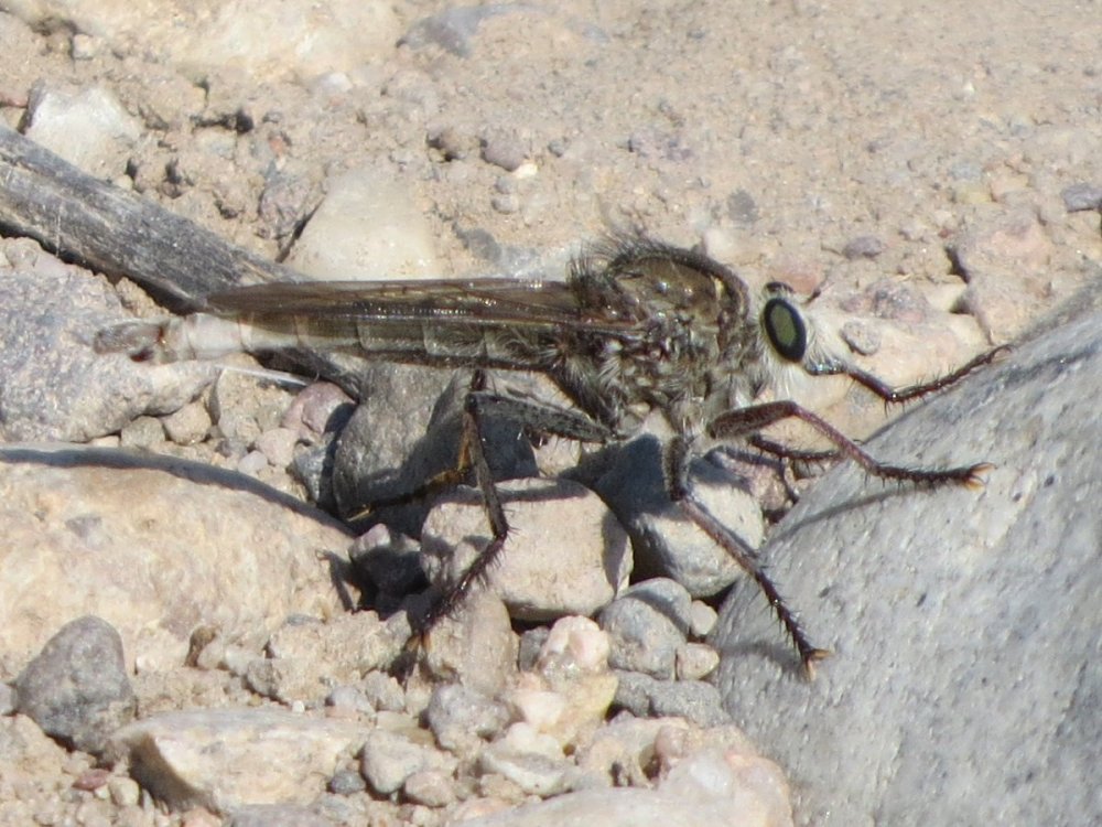 robber91crop.jpg
