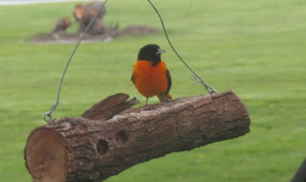 Baltimore Oriole May 7 2020