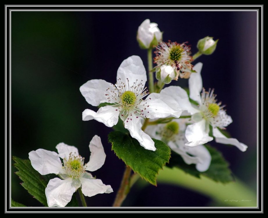 Nortern Dewberry.jpg