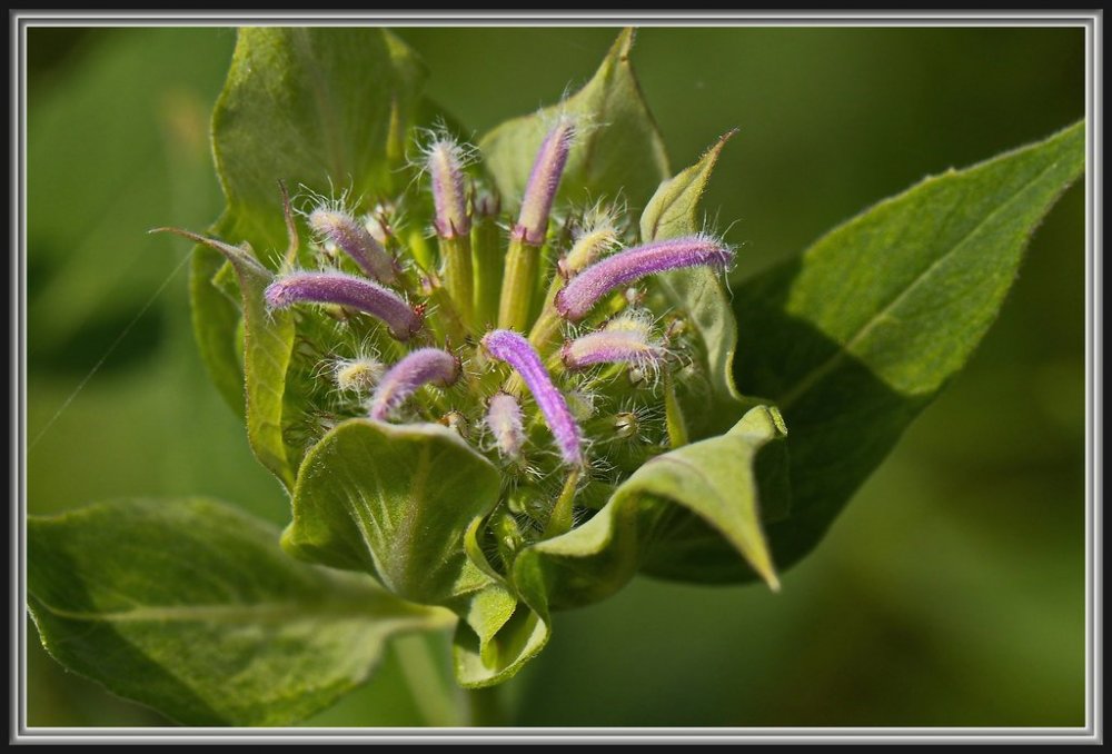 Bee Balm.jpg