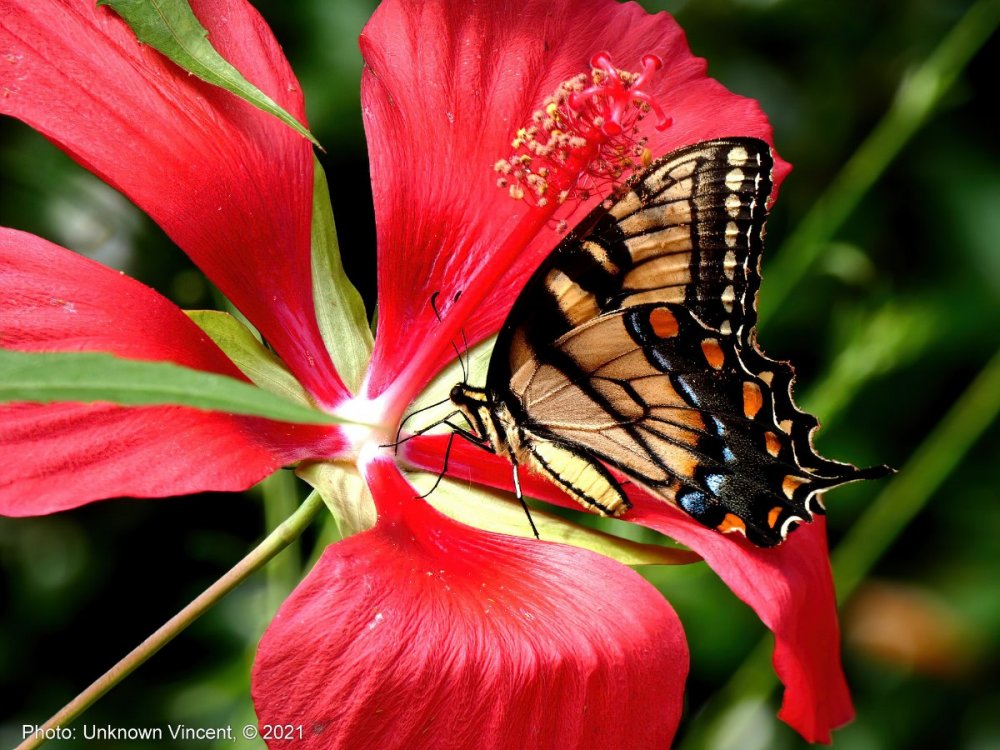 107421741_tigerSwallowtailswampHibiscus_P1050272_210706.thumb.JPG.85736e806f7278260da9fc10d03d955d.JPG
