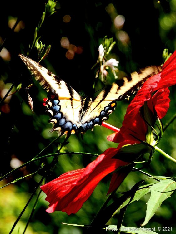 1094792037_tgrSwallowtSwmpHibisc_P1060111_210713.thumb.JPG.5f19ff4d04aa279004efa8c87bd41f70.JPG