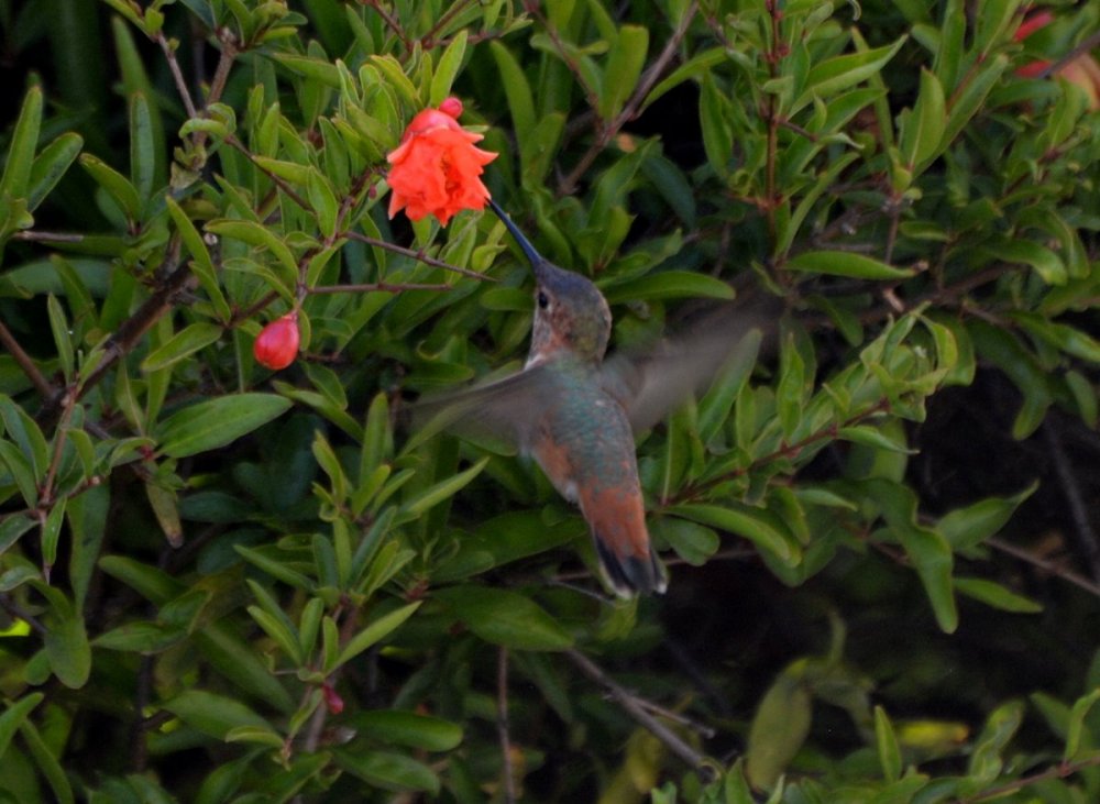 rufous hummingbird.JPG