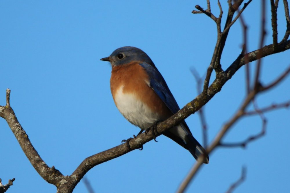 Eastern bluebird - male - Parsons Pond Park, NJ.JPG