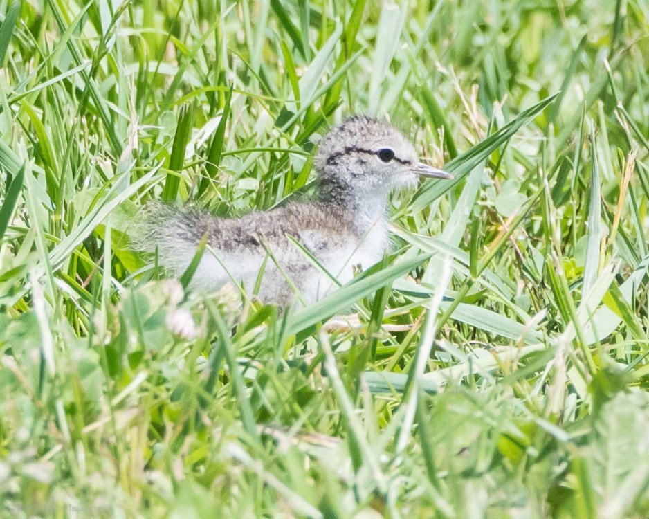 Spotted Sandpiper 1chick EcoP-7523003.jpg