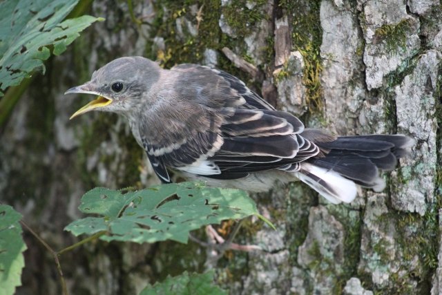 1979973328_mockingbirdfledgling.JPG.00a629b8dd4d0ff6393e36ab2f70d786.JPG