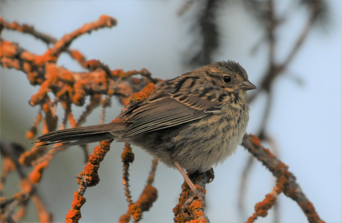 Sparrow identification - Tetons / Wyoming - July 2021 - Help Me ...