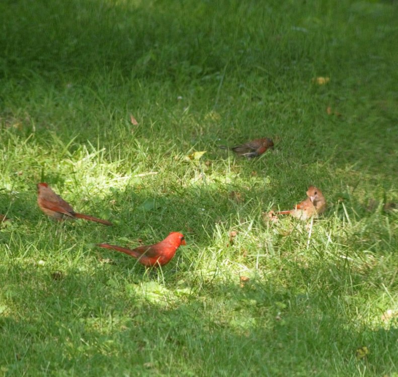 cardinals .jpg