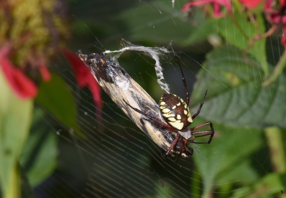 8_20_2020 Spider swallowtail DSC_9267.jpg