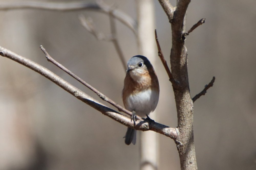 Eastern bluebird - female - Shawangunk Grasslands National Wildlife Refuge, NY.JPG