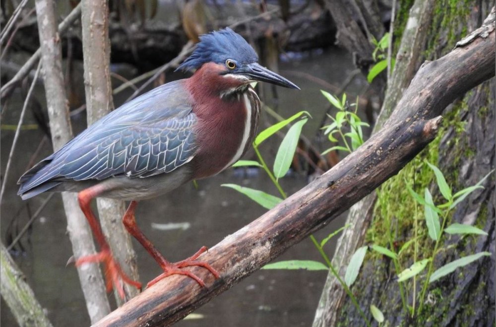 Green Heron feet.JPG