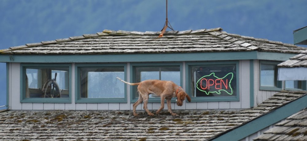 7_30_2018 Alaska dog  roof DSC_7388.jpg
