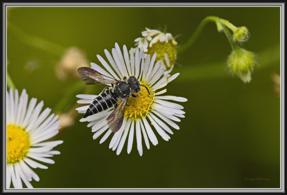 Eight-toothed Cuckoo-leaf-cutter Bee (Coelioxys octodentata).jpg